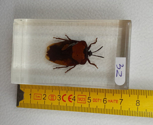 Résine inclusion insectes