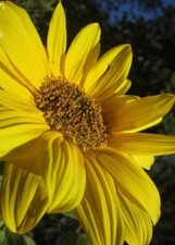 ♫♫ TOURNESOL NAIN ' Sunspot ' ♫♫ Graines ♫♫ Plante-Soleil Ornement du Potager ♫♫