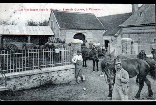 Villevenard vendanges - vendanges, /