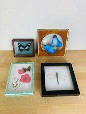 Lot 4 petits cadres papillons naturalisés entomologie collection curiosité
