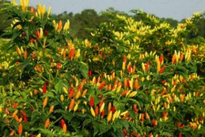 TABASCO, PIMENT CHAUD 25