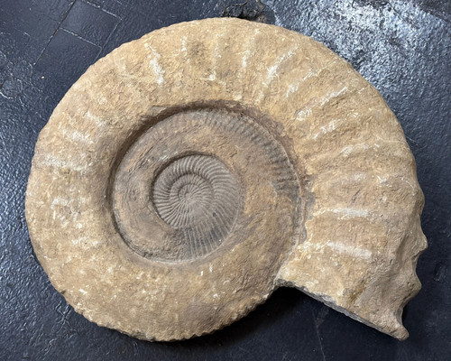 Ammonite late cretaceous - ammonite,,