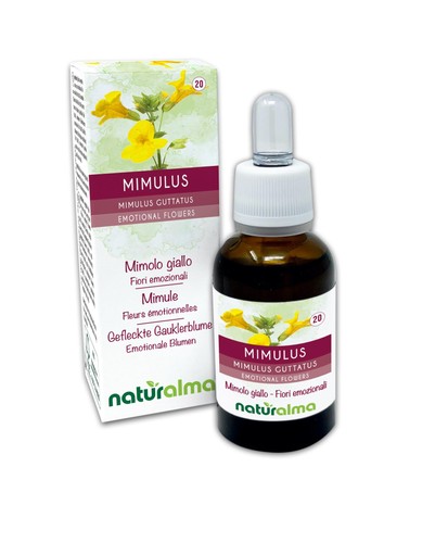 Mimulus mimule - mimulus, (mimulus