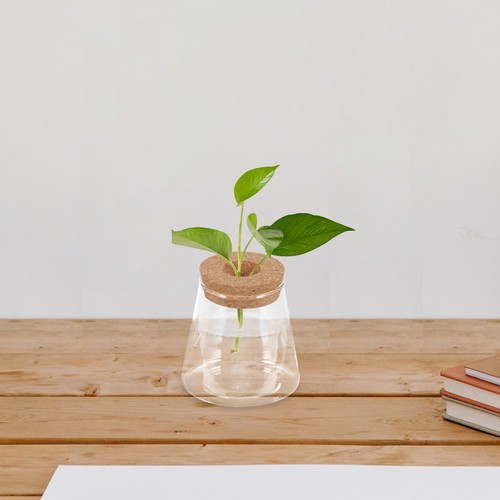 Bocal terrarium verre - ,