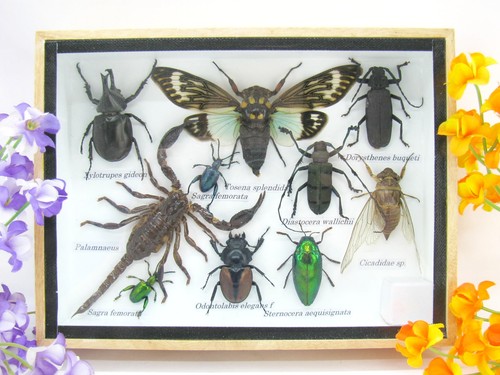 Insectes exotiques réel - 3d,
