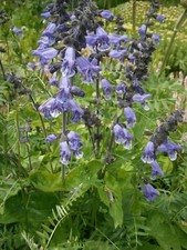 Sauge bleue de l'Himalaya - Salvia hians - 5+ graines - Graines - Semillas - ...