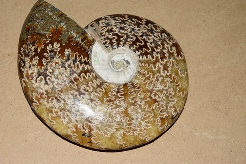 Rare très grande - rare, ammonite