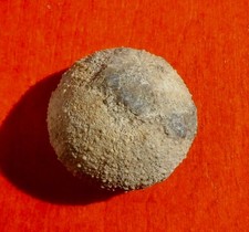 OURSIN FOSSILE MIOCÈNE DE LA