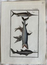 Buffon Requin Épée Poisson Peesce Scie Shark Swordfish Poisson-Scie Selon Moitié