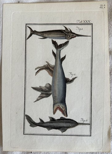 Buffon requin épée - requin, poisson