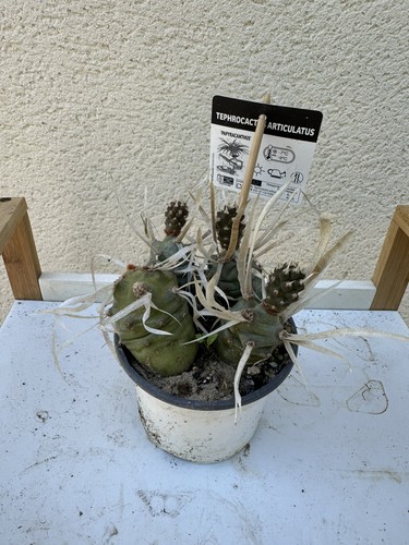 Tephrocactus articulatus - articulatus,