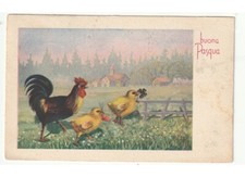 1951 A.Pays-Bas Campagne De Coq Poussins Fleurs De Campo Carte Postale Pâques