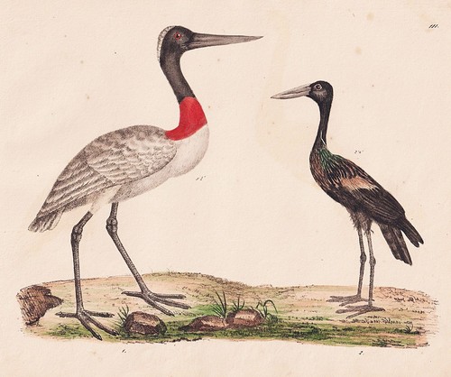 Jabiru glanzklaffschnabel - jabiru,