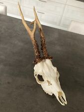 TROPHEE CHASSE MASSACRE BOIS CHEVREUIL BROCARD CABINET DE CURIOSITES C1