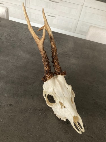 Trophee chasse massacre - trophee,