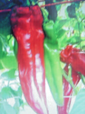 50 graines non traitées de