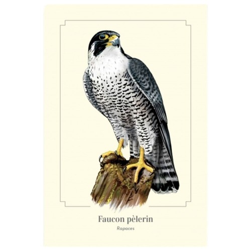 Faucon pèlerin carte - pèlerin,
