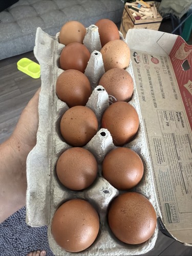 Golden cuckoo marans hatching - golden,
