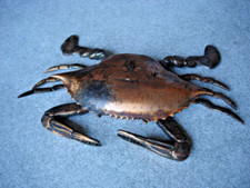 crabe briquet de table