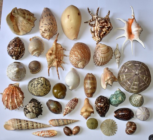 Coquillages collection de 37 - collection,