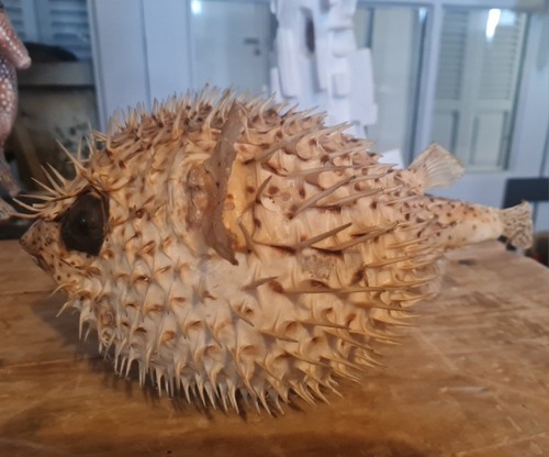 Poisson porc épic - poisson, porc-épic"