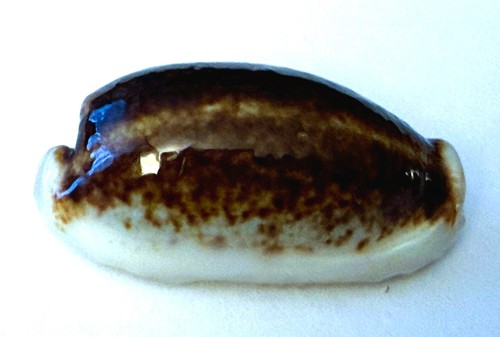 Rare cypraea cylindrica - rare cypraea,
