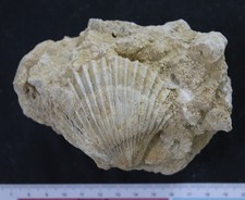 Bivalve fossile  Bathonien