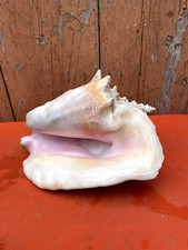 Grand Coquillage Strombus Géant Lambi Conque 27 cm ...