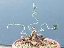 Bonsaï olivier 28 x 20 cm en pot plante Yamadori premier réglage tronc unique