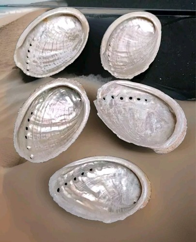 Coquilles ormeaux nacre - d'ormeaux,