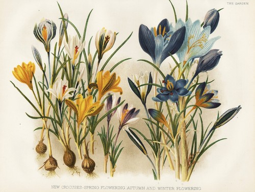 Crocus fleurs safran - crocus, de