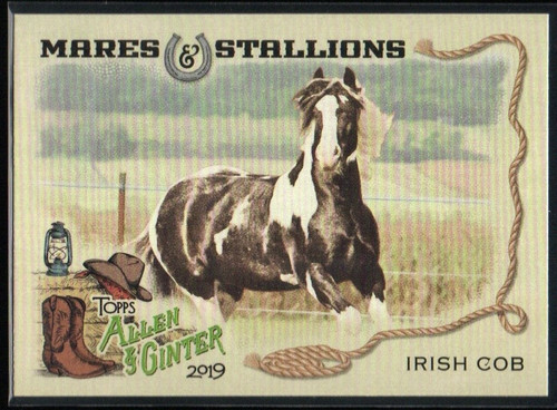 Irish cob horse 2019 - cob,