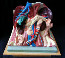 PIECE UNIQUE Modèle Anatomique BUSTE ECORCHE Dr AUZOUX Coll. NICOLAS AUGIER ROUX