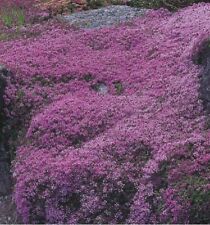 Thym Serpolet  100 Graines