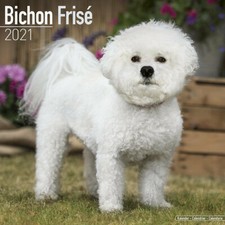 Calendrier 2021 - BICHON FRISE