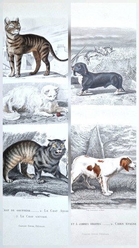 Gravures originales 1850 - 2,