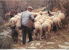 Animaux - Moutons - Vieux