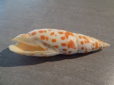 Coquillage :  NEW MITRIDAE