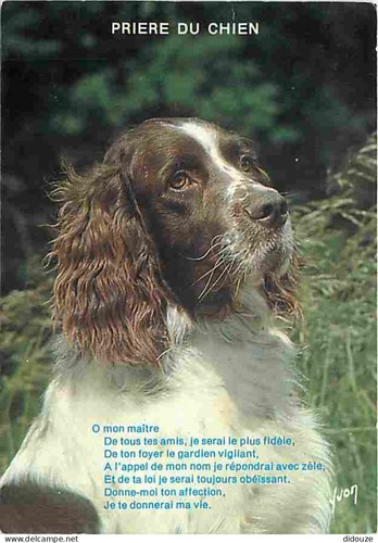 Carte postale animaux - postale,