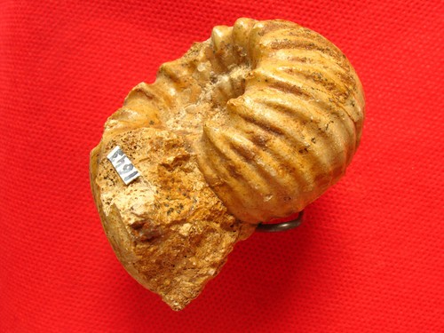 Ammonite callovien - ammonite,