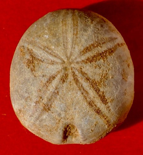 Oursin fossile jurassique - oursin,