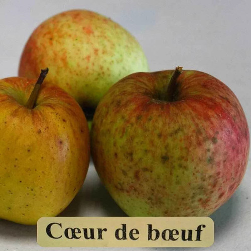 Pommier ancien cœur - 'cœur, de