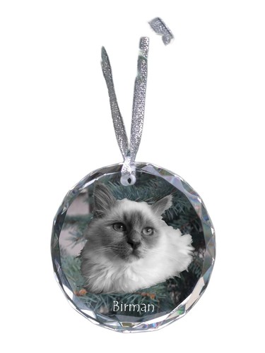 Sacré birmanie boule - birmanie,