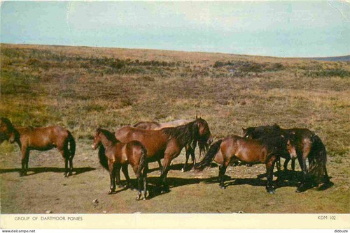 Carte postale animaux - -,