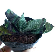 Gasteria bicolor selected - gasteria,