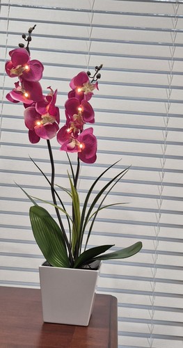 Lighted orchid flower - orchid,