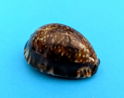 Cypraea depressa dispersa - , 39,1