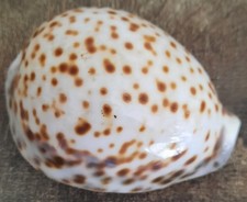 curiosité , taxidermie