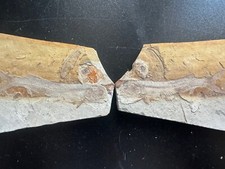 Une paire de très beaux