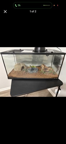 Glass reptile terrarium - reptile,